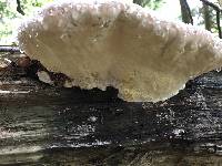 Fomitopsis pinicola image