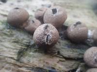 Lycoperdon pyriforme image