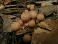 Lycoperdon pyriforme image