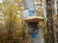 Fomitopsis betulina image