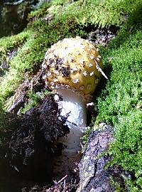 Amanita muscaria var. guessowii image