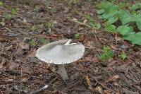 Amanita arocheae image