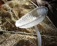 Coprinopsis lagopus image