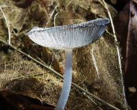 Coprinopsis lagopus image