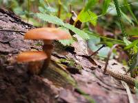 Kuehneromyces mutabilis image