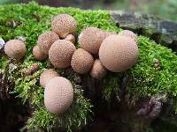 Lycoperdon pyriforme image