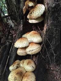 Pholiota squarrosoides image