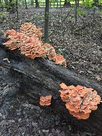 Laetiporus sulphureus image