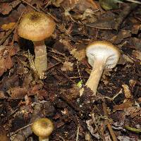 Armillaria mellea image