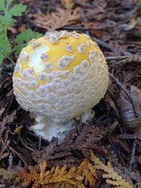 Amanita muscaria image