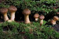 Armillaria mellea image