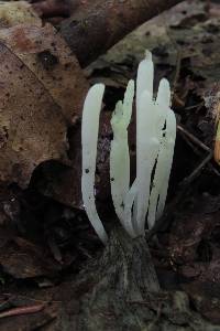 Clavaria fragilis image