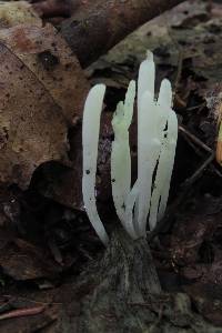 Clavaria fragilis image