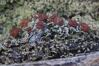 Cladonia caespiticia image