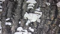 Schizophyllum commune image