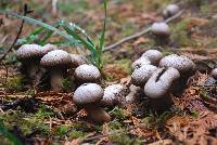 Lycoperdon pyriforme image