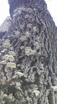 Schizophyllum commune image