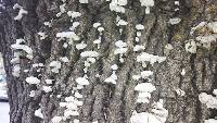 Schizophyllum commune image