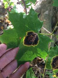 Rhytisma acerinum image