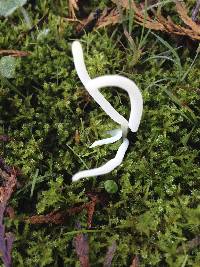 Clavaria fragilis image