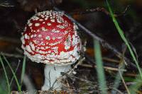 Amanita muscaria image