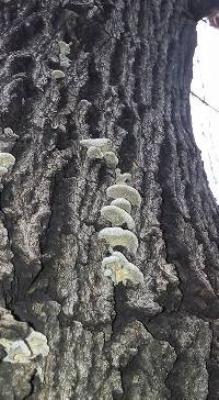 Schizophyllum commune image