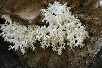 Hericium coralloides image