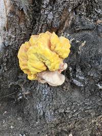 Laetiporus sulphureus image