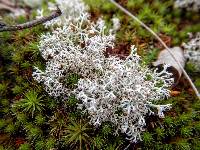 Cladonia rangiferina image