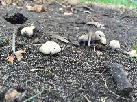 Coprinellus micaceus image