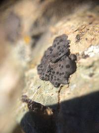 Umbilicaria phaea image