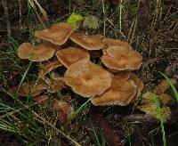 Armillaria tabescens image