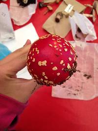 Amanita muscaria image