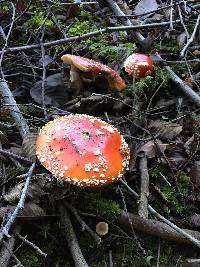 Amanita muscaria image