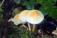 Hypholoma fasciculare image