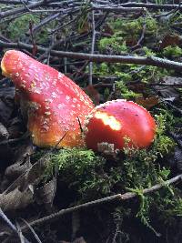 Amanita muscaria image