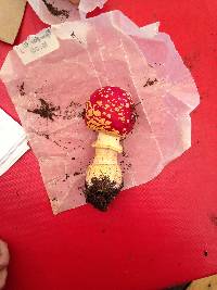 Amanita muscaria image