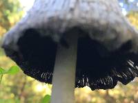 Coprinus comatus image