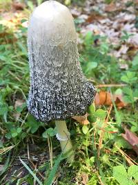 Coprinus comatus image