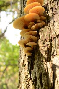 Flammulina velutipes image