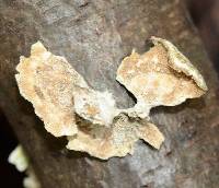 Trametes versicolor image