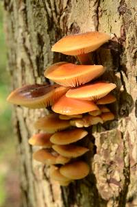 Flammulina velutipes image