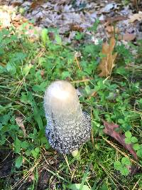 Coprinus comatus image