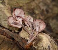 Mycena haematopus image