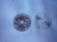 Hypholoma acutum image