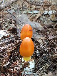 Amanita jacksonii image