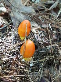 Amanita jacksonii image