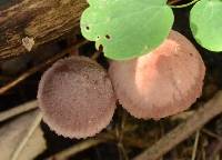 Mycena haematopus image