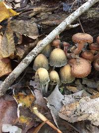 Coprinellus micaceus image