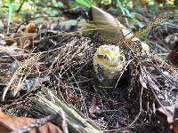 Amanita muscaria image